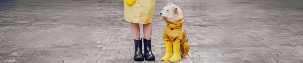 Ein Hund im gelben Regenmantel, der neben einer Person steht – Symbol für abgestimmte und nachhaltige Social Media Ziele.