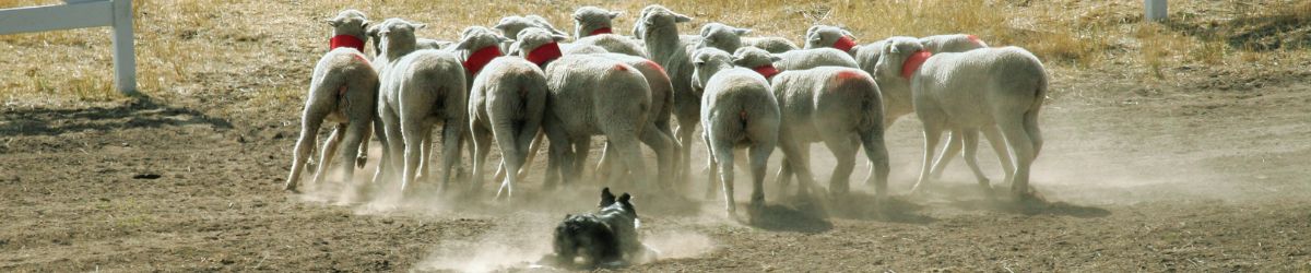 Ein schwarzer Hütehund treibt eine Herde von Schafen mit roten Halsbändern über ein staubiges Feld. Symbolbild für aktives, kontrolliertes Community Management in Social Media: Überblick behalten, steuern, zusammenhalten.